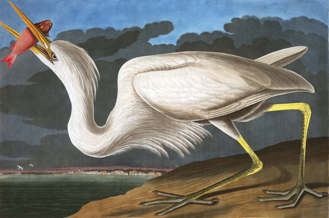 Garça-real de grande branco, Ardea Occidentalis, de "os pássaros de América" por John J. Audubon, bar. 1827-38 de John James Audubon