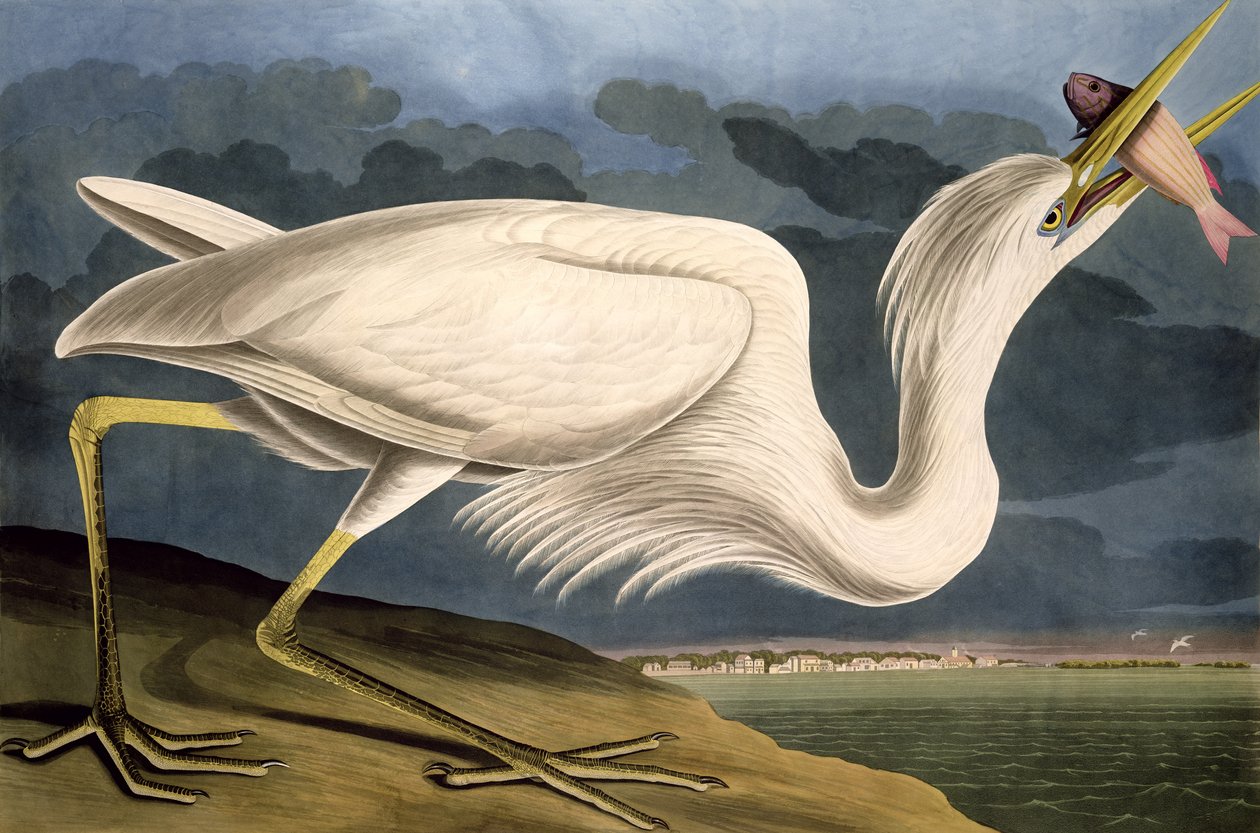 Great White Heron, de &39;Birds of America&39;, gravado por Robert Havell (1793-1878) 1835 de John James Audubon