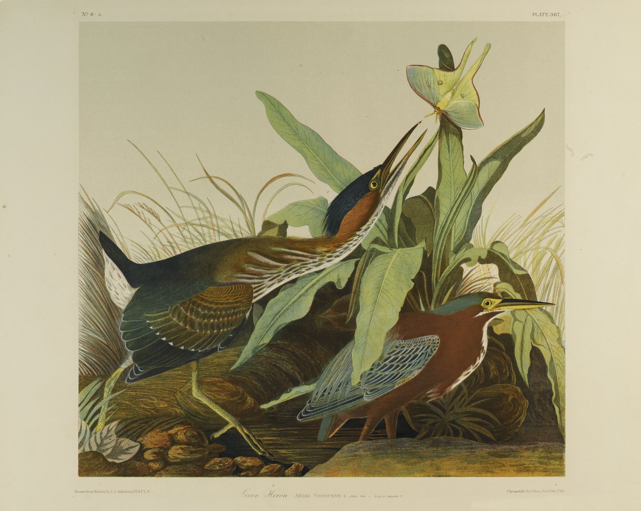 Green Heron, impresso por Julien Bien e publicado por Roe Lockwood & Son, 1861 (cromolitógrafo) de John James Audubon