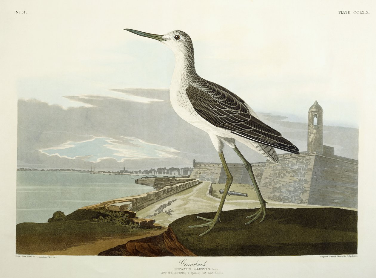 Greenshank, vista do St, 1835 de John James Audubon
