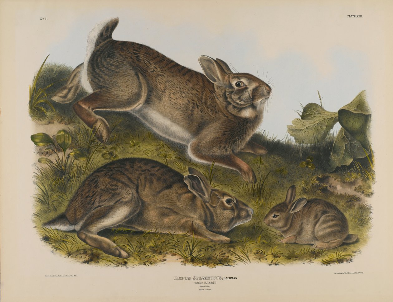 Coelho cinzento de John James Audubon