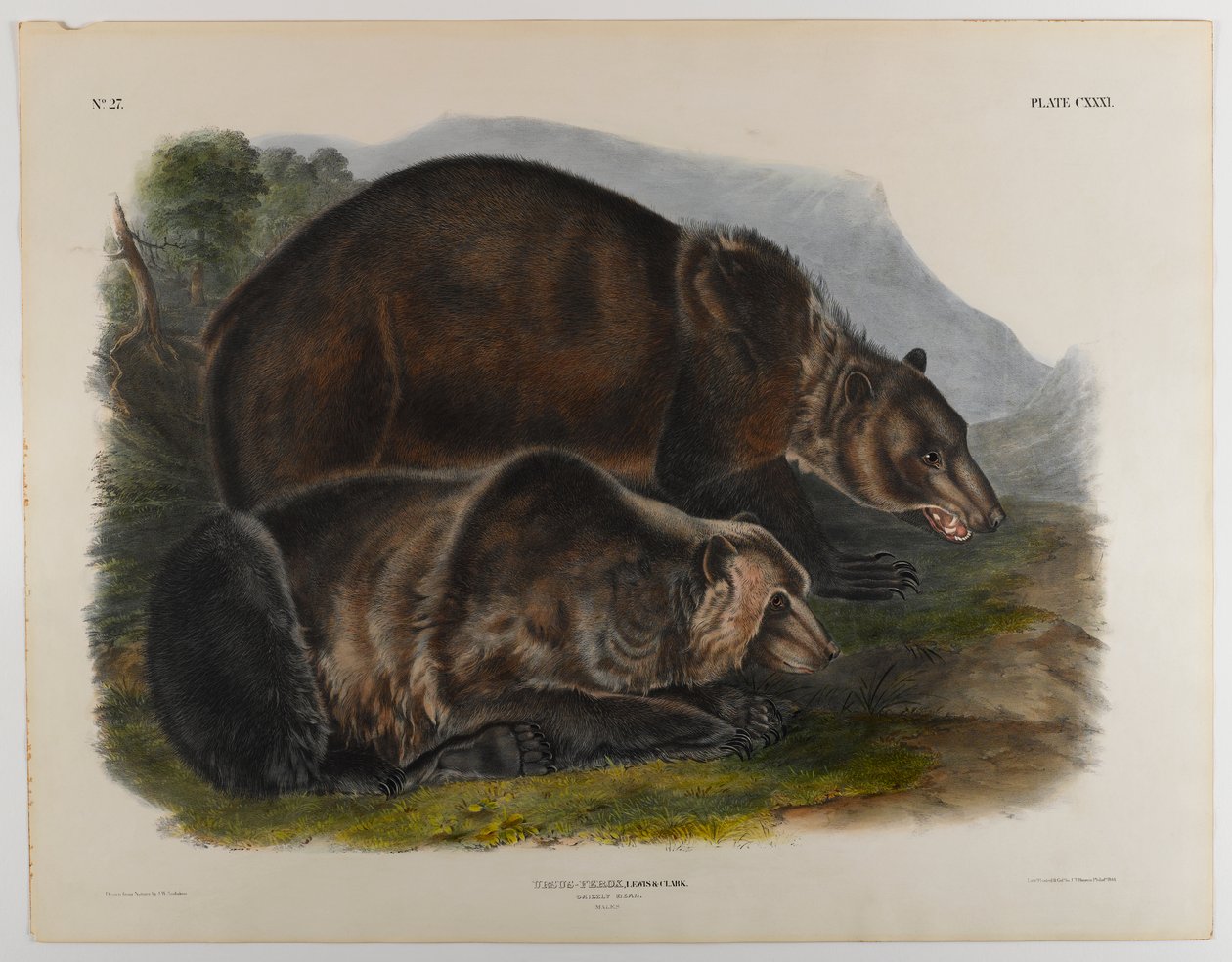 Urso pardo de John James Audubon
