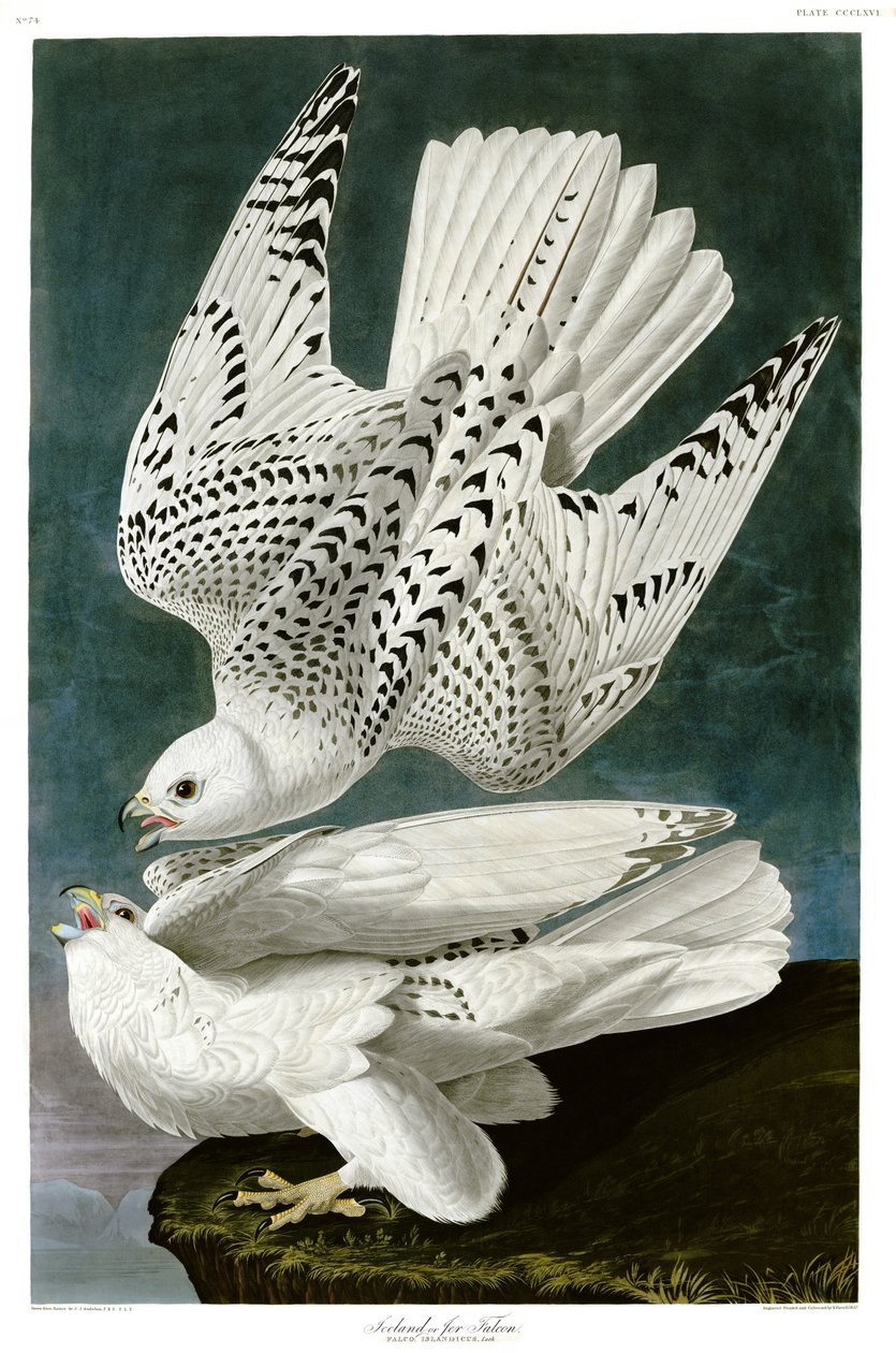 Gyrfalcon, Falco rusticolus, gravura colorida à mão de John James Audubon