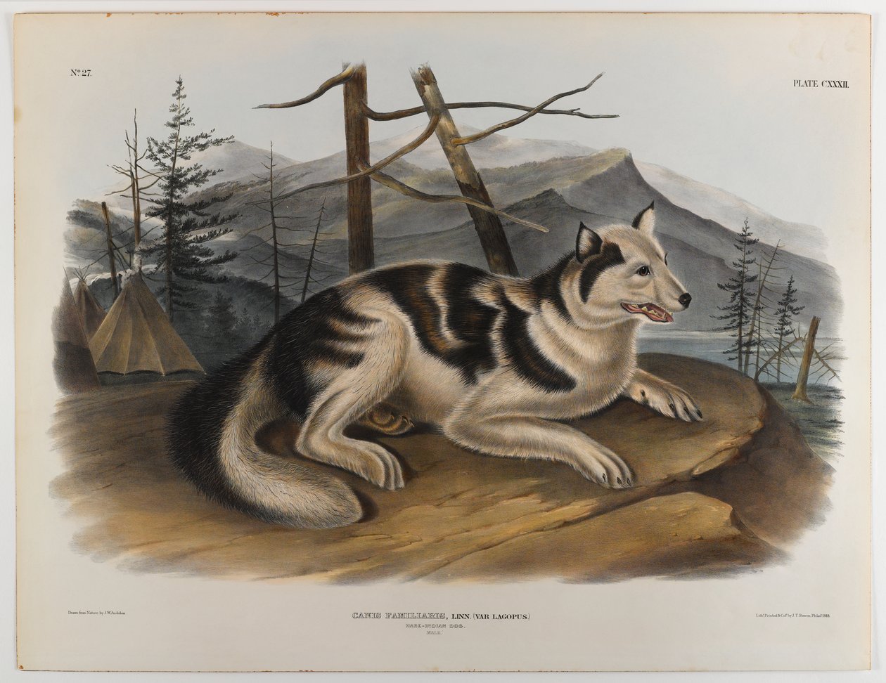 Hare Indian dog de John James Audubon