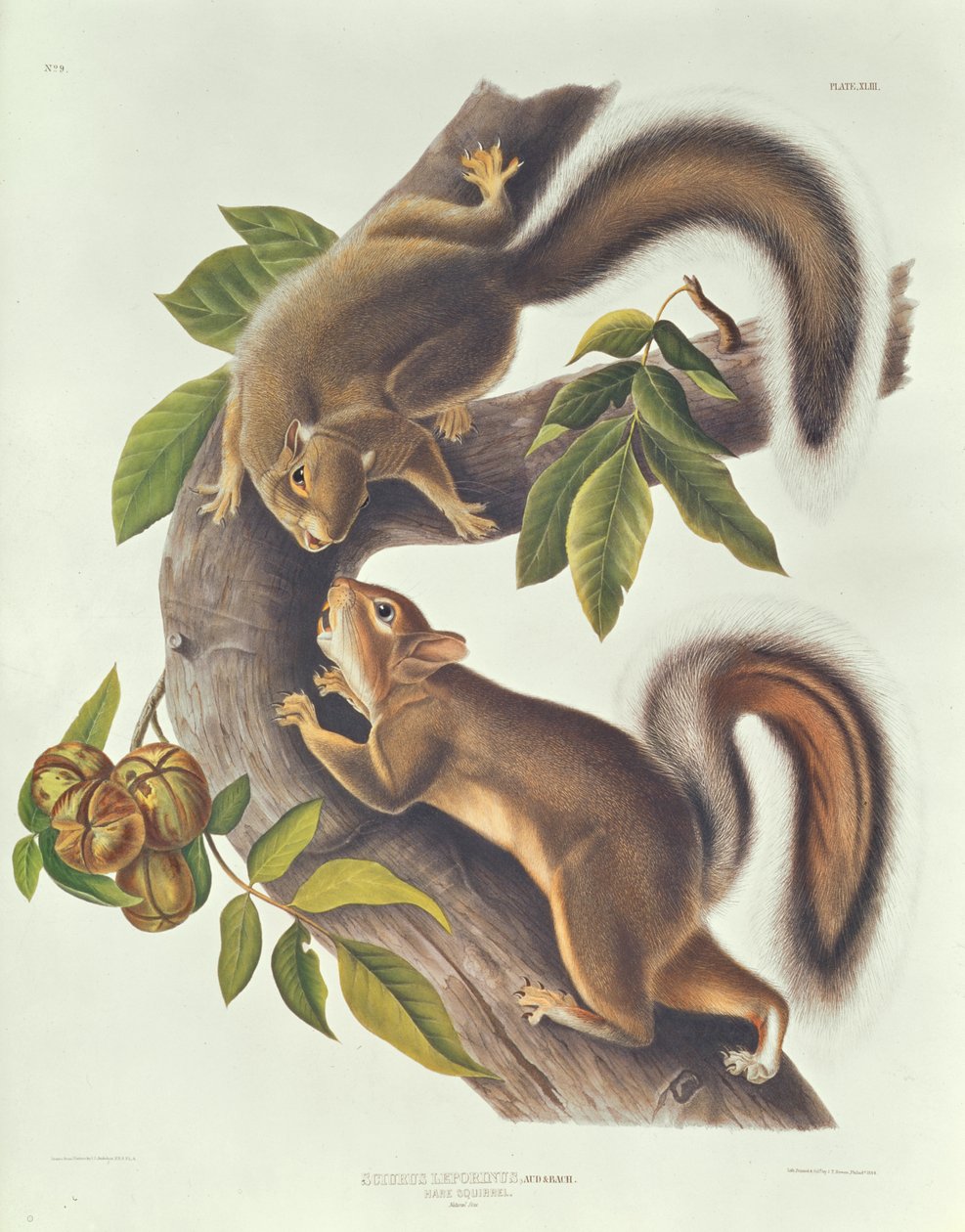 Esquilo da lebre (Sciurus Leoporinus) de John James Audubon