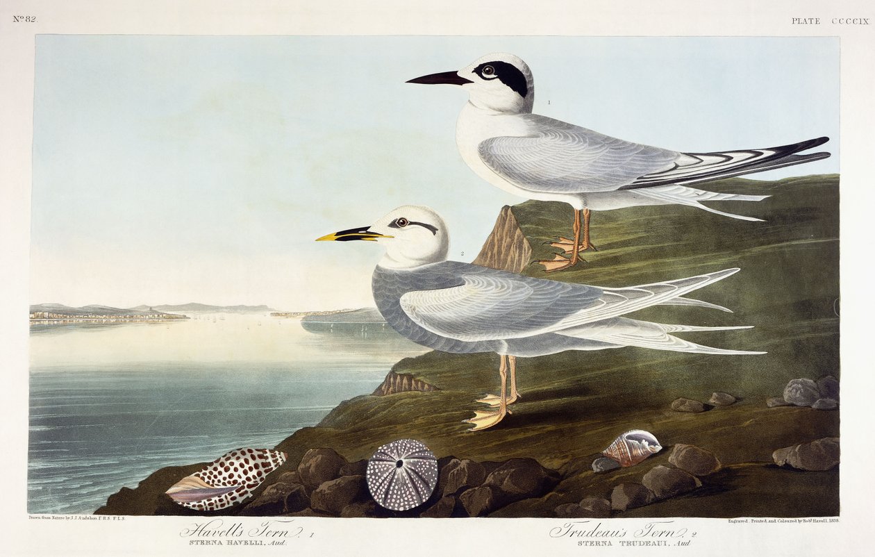 Andorinha-do-mar de Havell e Andorinha-do-mar de Trudeau, 1838 de John James Audubon