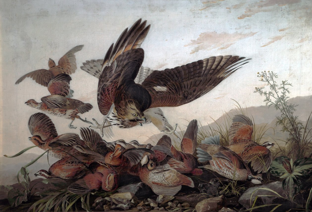 Hawks atacando perdizes, 1826 de John James Audubon
