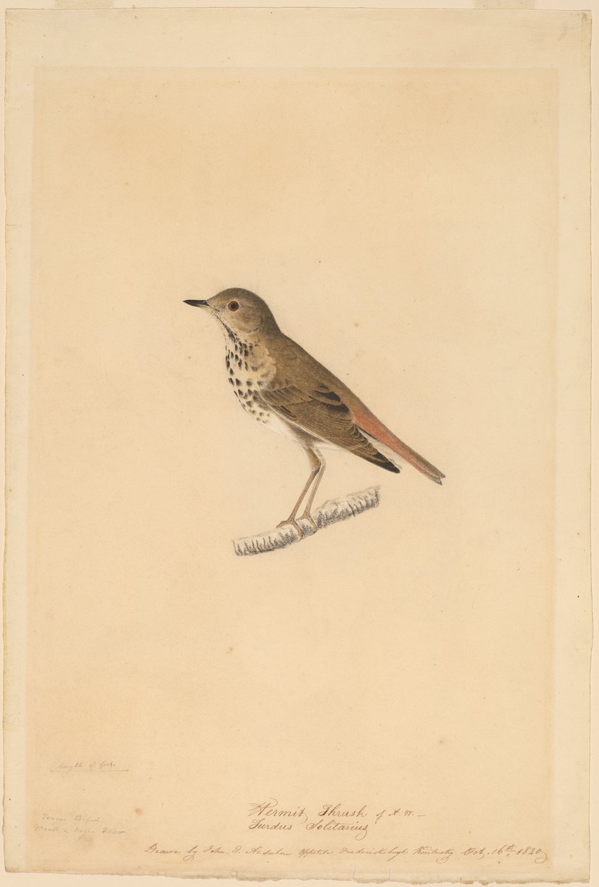 Tordo Eremita de John James Audubon