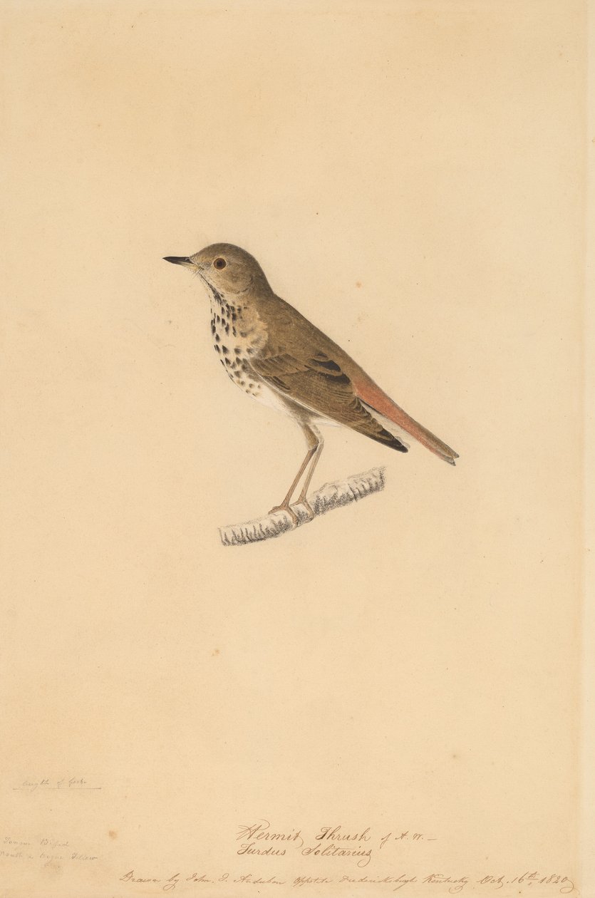 Tordo Eremita, 1820. de John James Audubon
