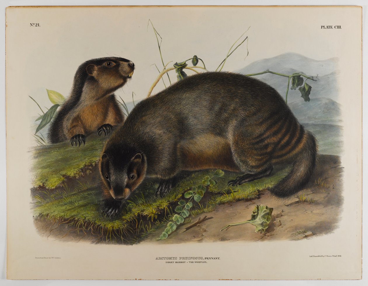 Marmota de John James Audubon