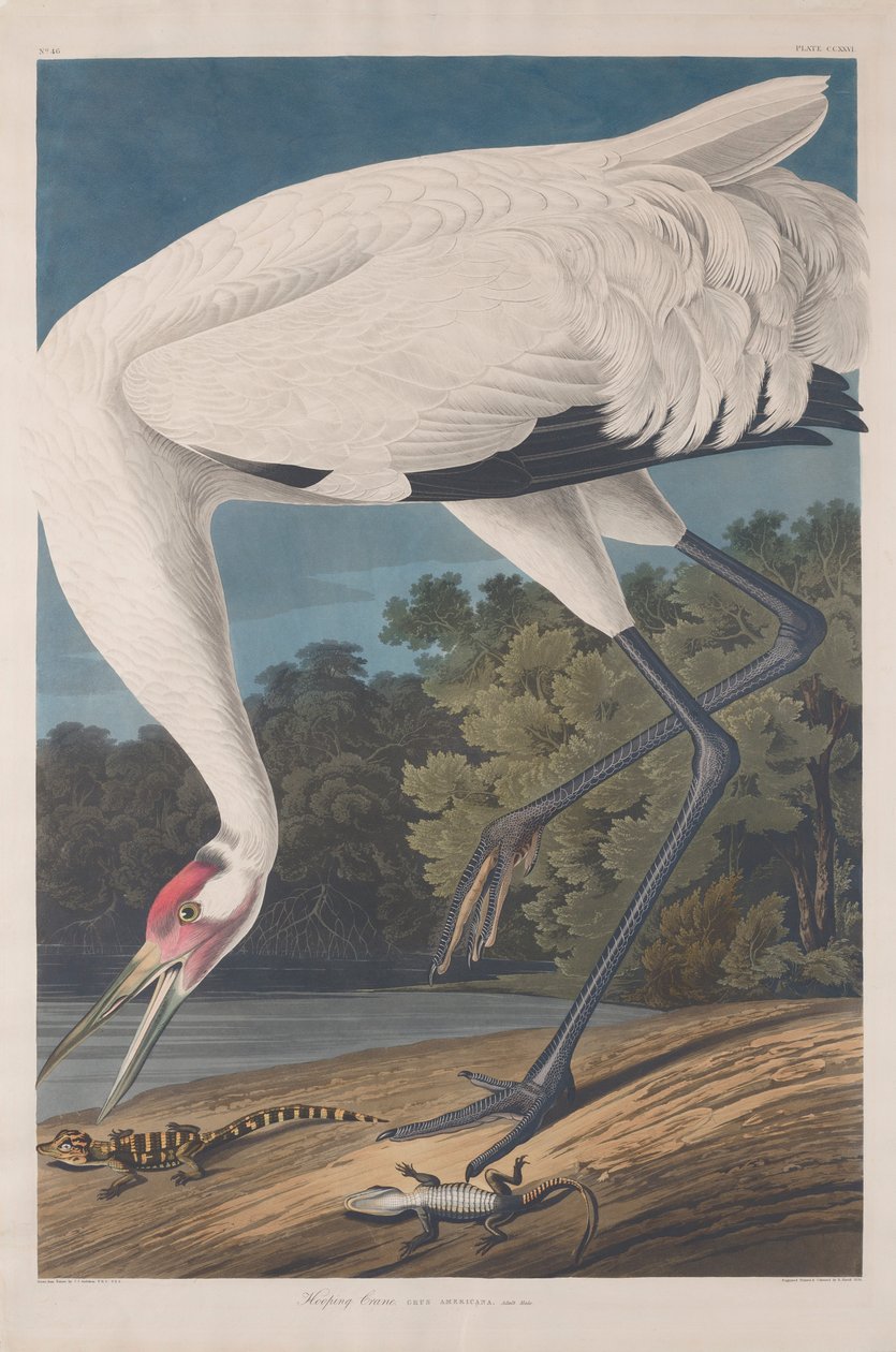 Guindaste Hooping, 1834 de John James Audubon