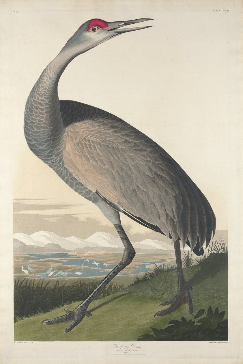 Guindaste Hooping, 1835 de John James Audubon