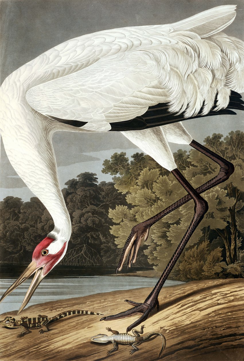Hooping Crane, Grus Americana, de "The Birds of America" por John J. Audubon, pub. 1827-38 de John James Audubon