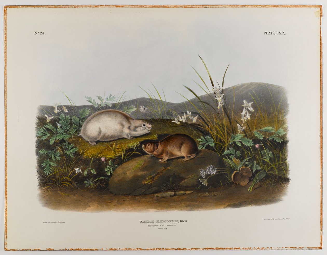 Lemming da baía de Hudsons de John James Audubon