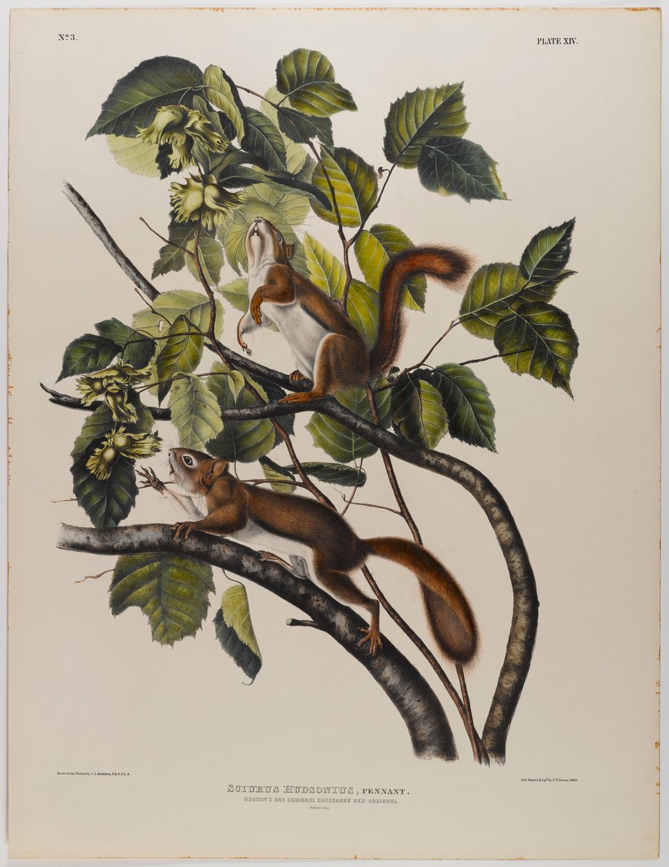 Esquilo da Baía de Hudsons de John James Audubon