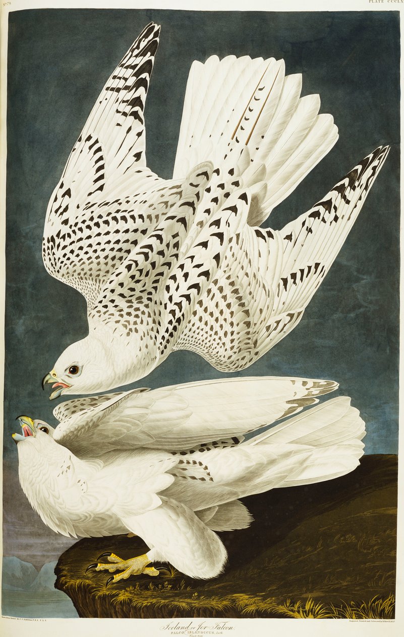 Islândia ou Jer Falcon. Gyrfalcon de John James Audubon