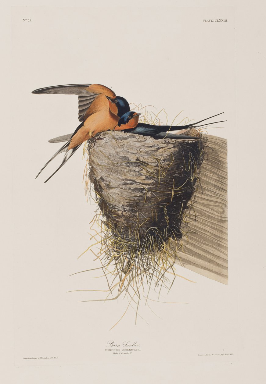 Ilustração de 