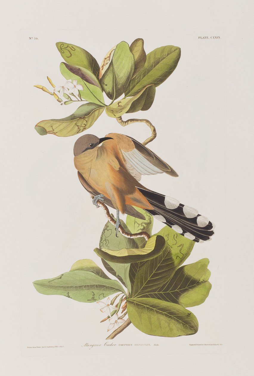 Ilustração de 