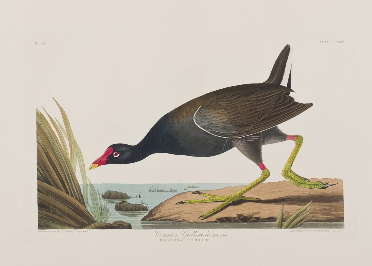 Ilustração de 