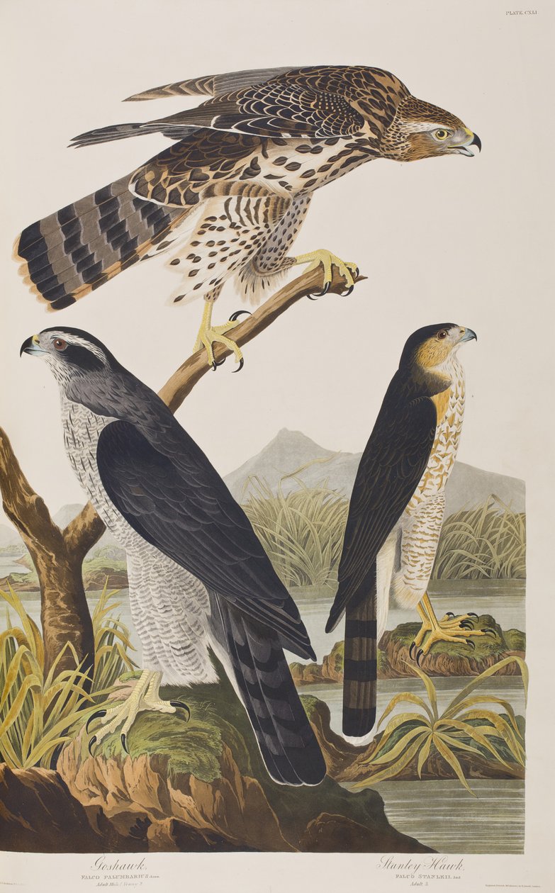 Ilustração de 
