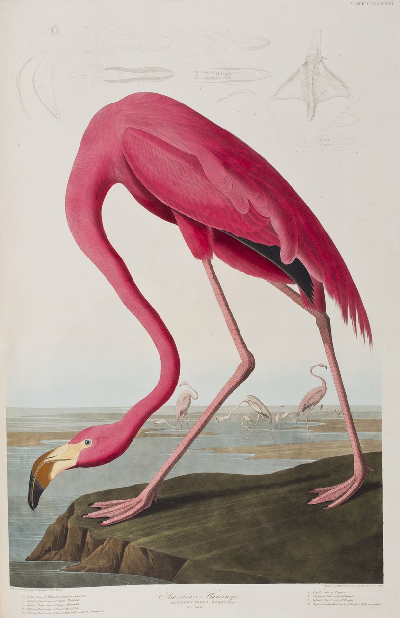 Ilustração de 