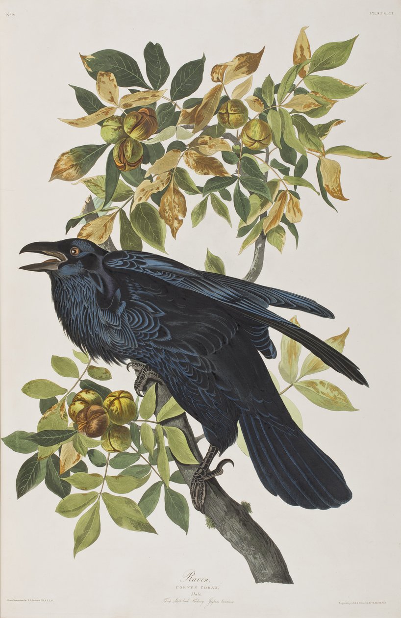 Ilustração de 