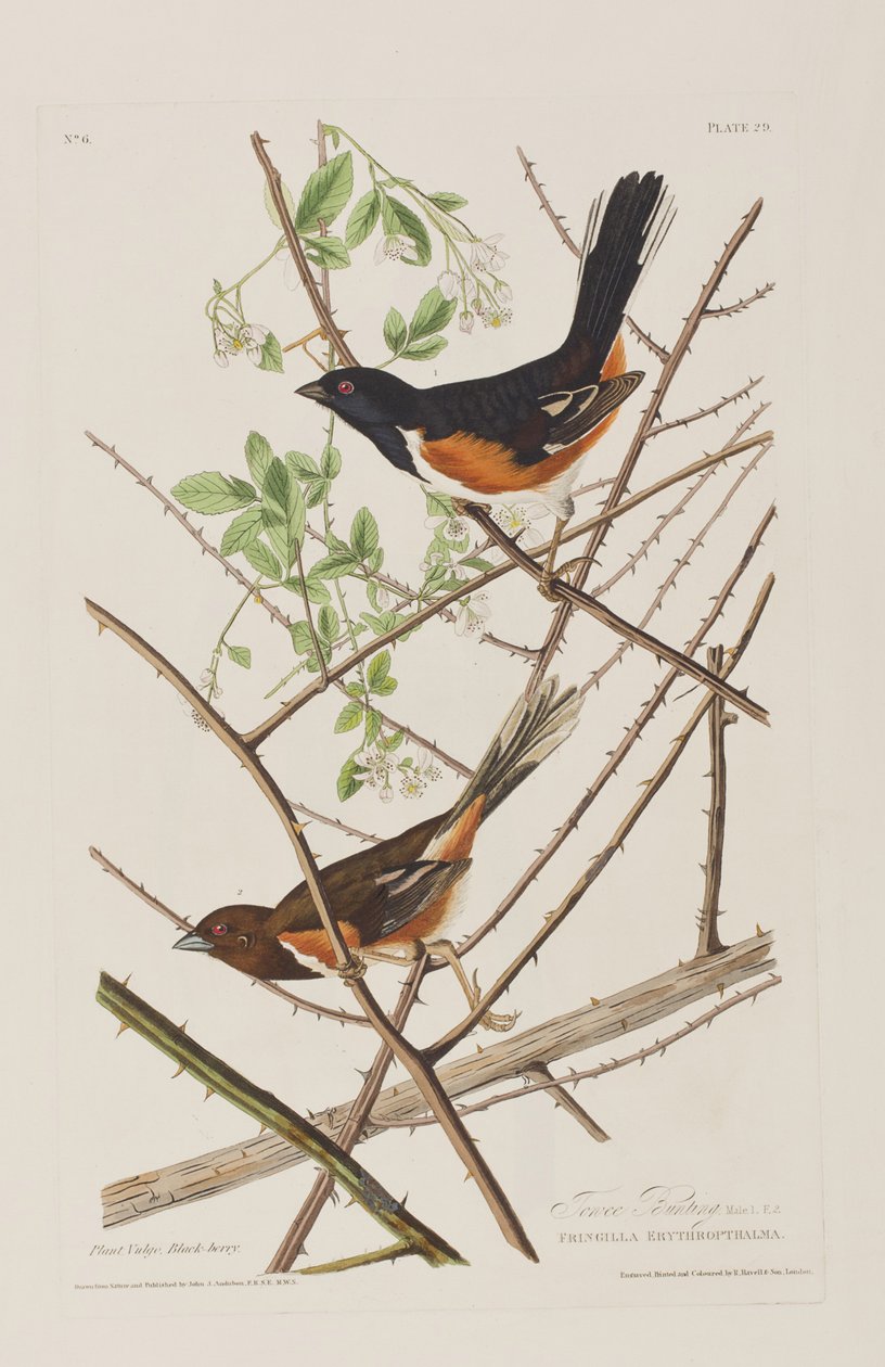 Ilustração de 