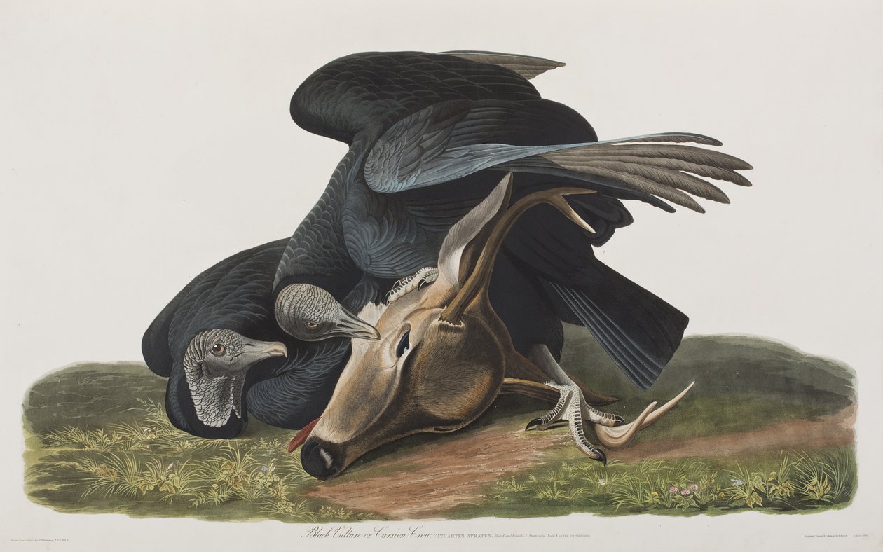 Ilustração de 