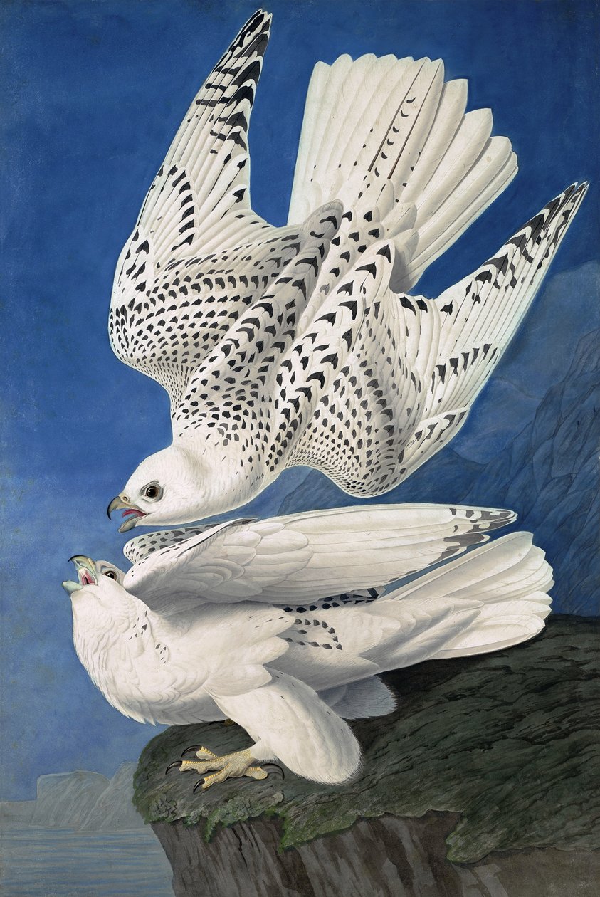 Jer ou falcão de Islândia, Falco Islandicus,, de "os pássaros de América" por John J. Audubon, bar. 1827-38 de John James Audubon