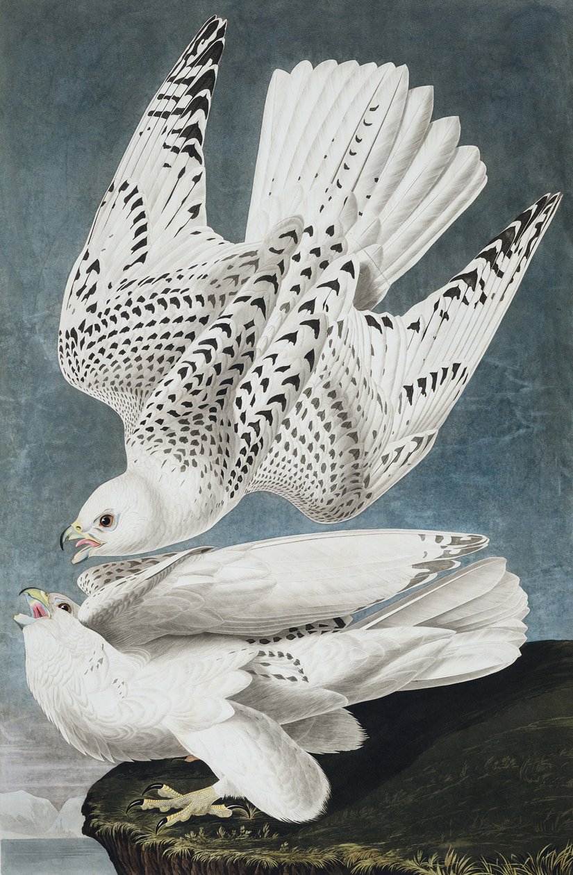 Jer ou falcão de Islândia, Falco Islandicus,, de "os pássaros de América" por John J. Audubon, bar. 1827-38 de John James Audubon