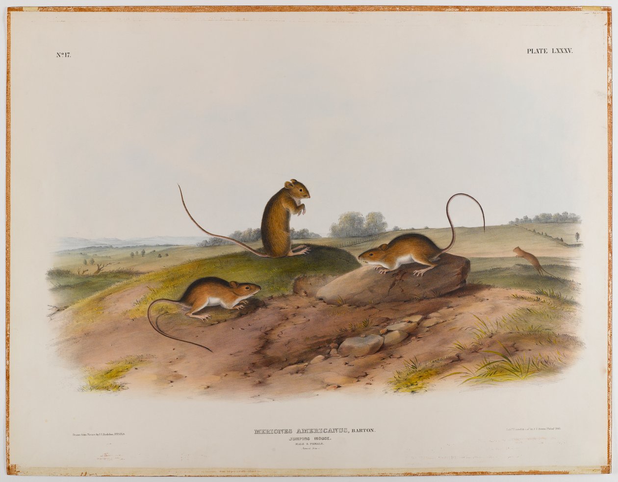 Rato de salto de John James Audubon