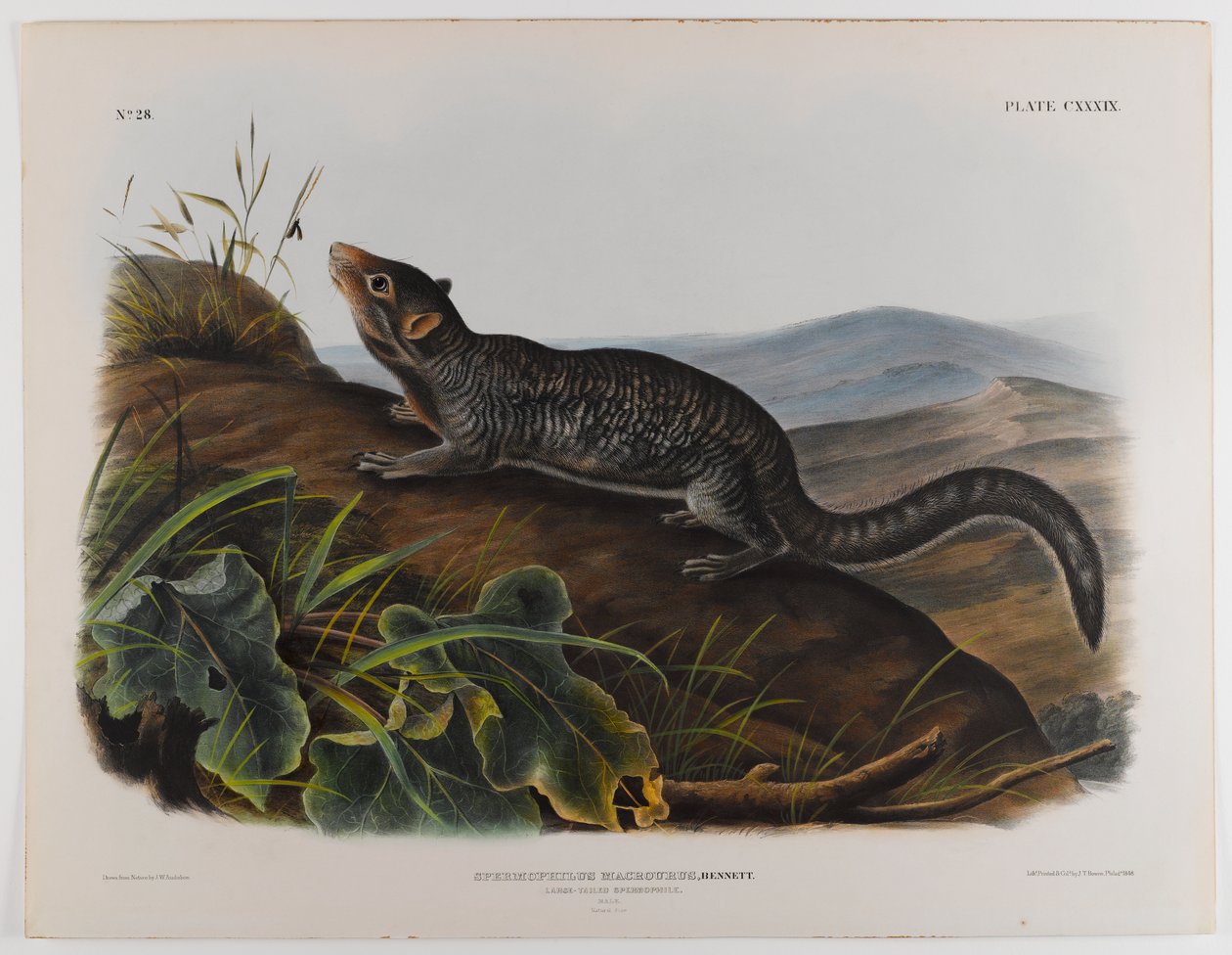 Espermófilo de cauda grande de John James Audubon