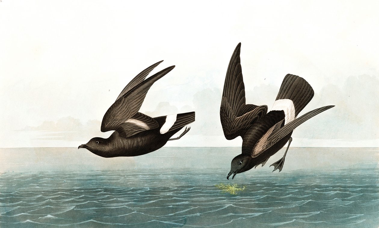 Least Stormy Petrel, Thalassidroma Pelagica, de "The Birds of America", de John J. Audubon, pub. 1827-38 de John James Audubon