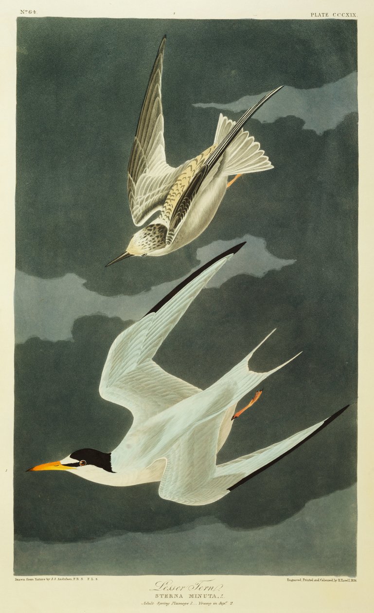 Andorinha-do-mar menor. Little Tern de John James Audubon