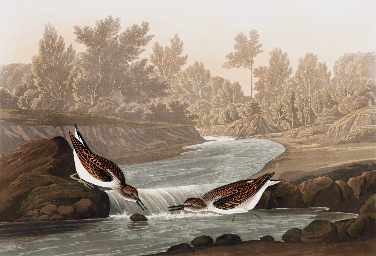 Little Sandpiper, Tringa Pusilla, de "The Birds of America" por John J. Audubon, pub. 1827-38 de John James Audubon