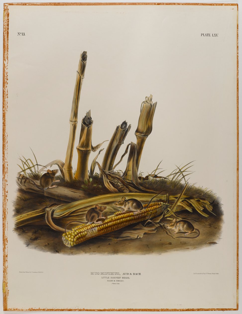 Pequeno rato de colheita de John James Audubon