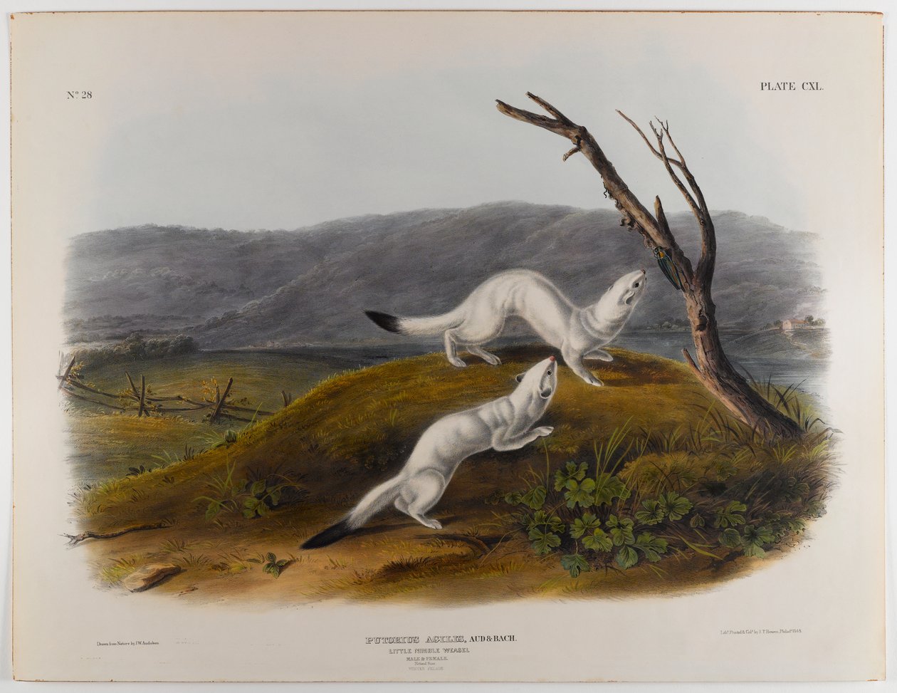 Doninha ágil pouco de John James Audubon