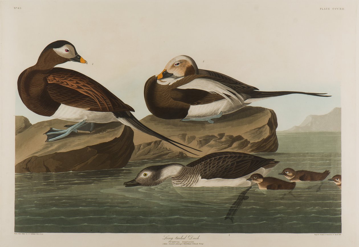 Pato Longo-Atado, 1836 (wc no papel) de John James Audubon