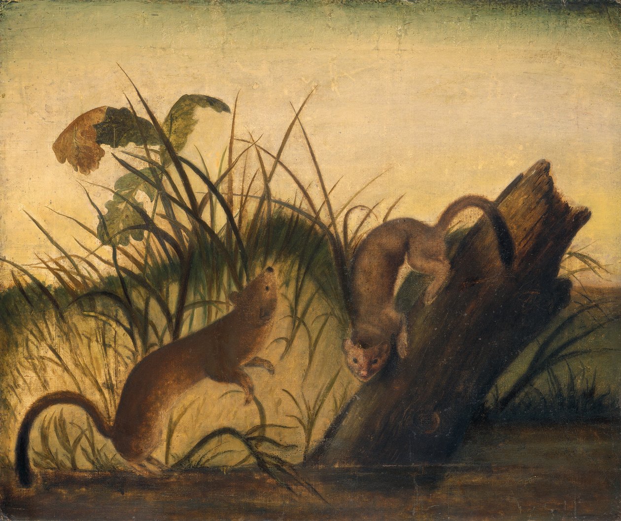 Doninha de cauda longa, c. 1845. de John James Audubon