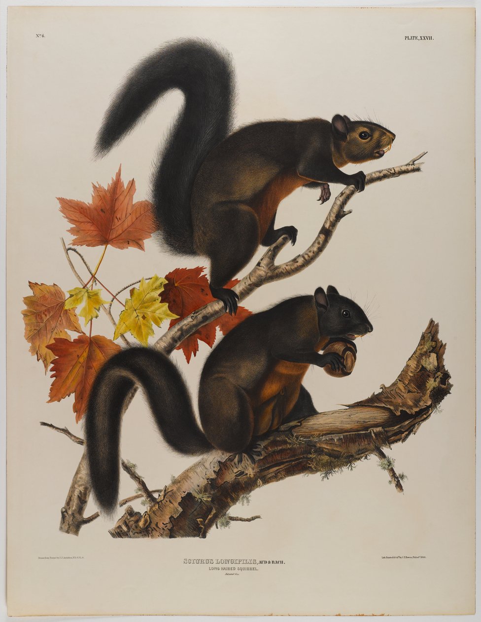 Esquilo de cabelos compridos de John James Audubon