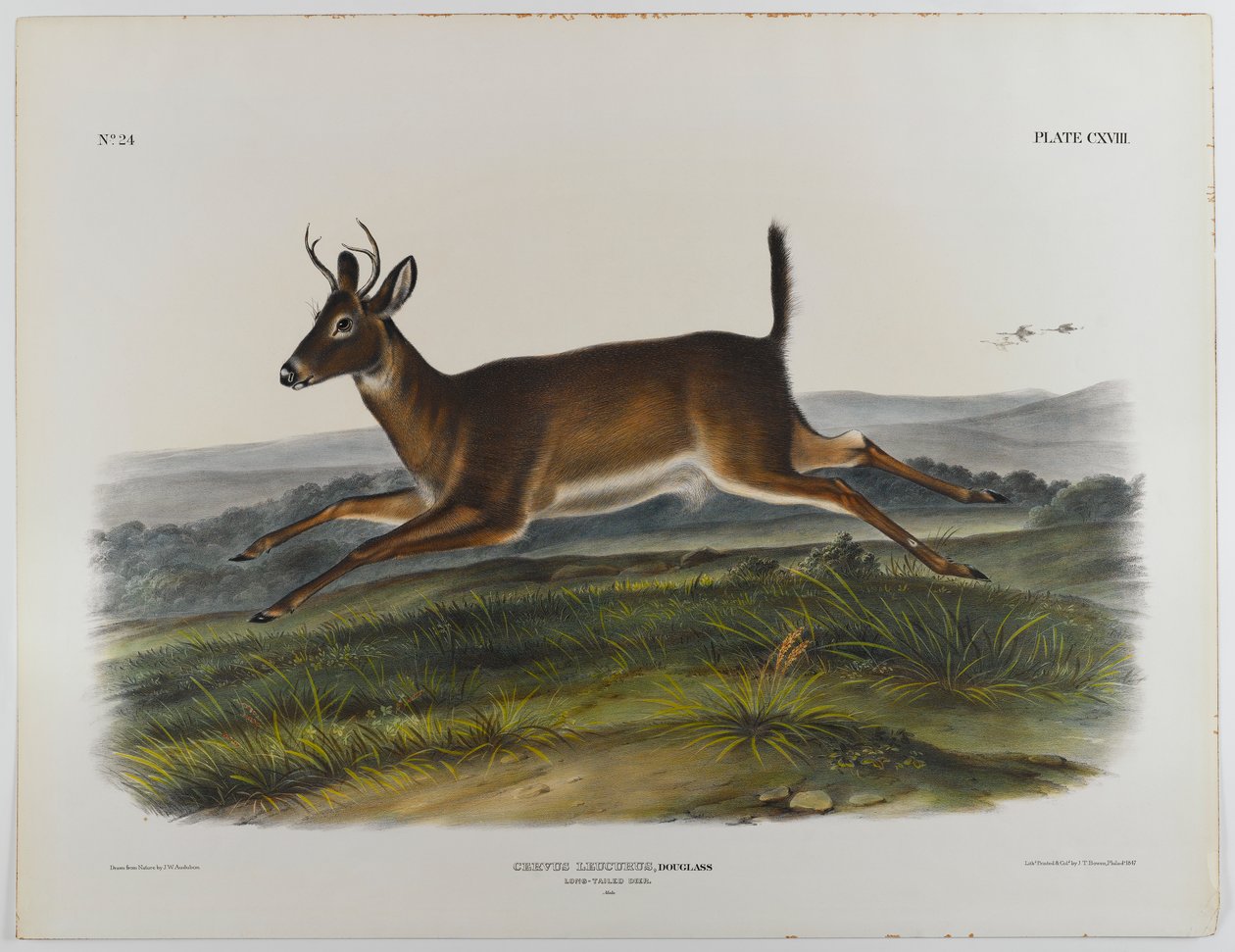 Veado de cauda longa, 1847 de John James Audubon