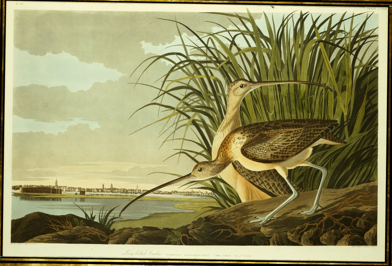 Maçarico real de bico longo masculino e feminino de John James Audubon