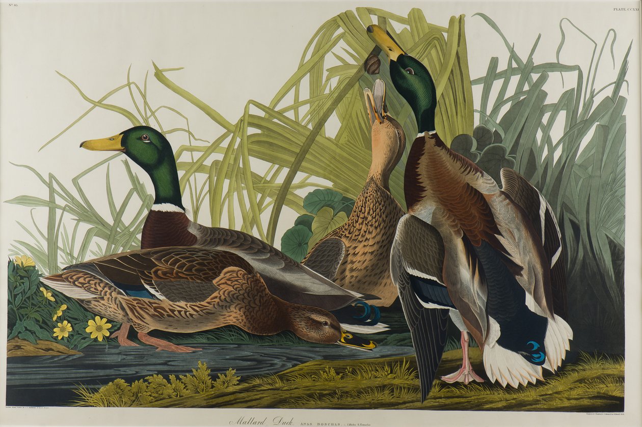 Pato-real, 1834 (wc no papel) de John James Audubon