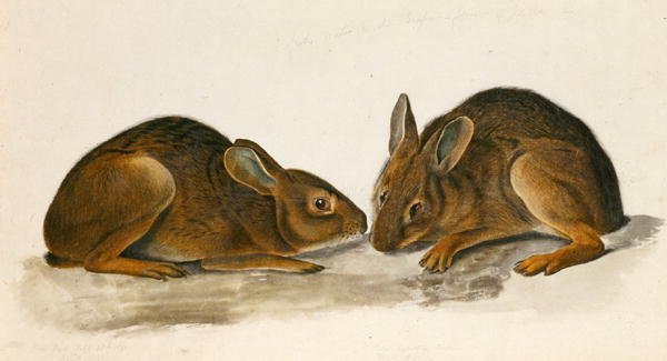 Marsh Hares (wc no papel) de John James Audubon