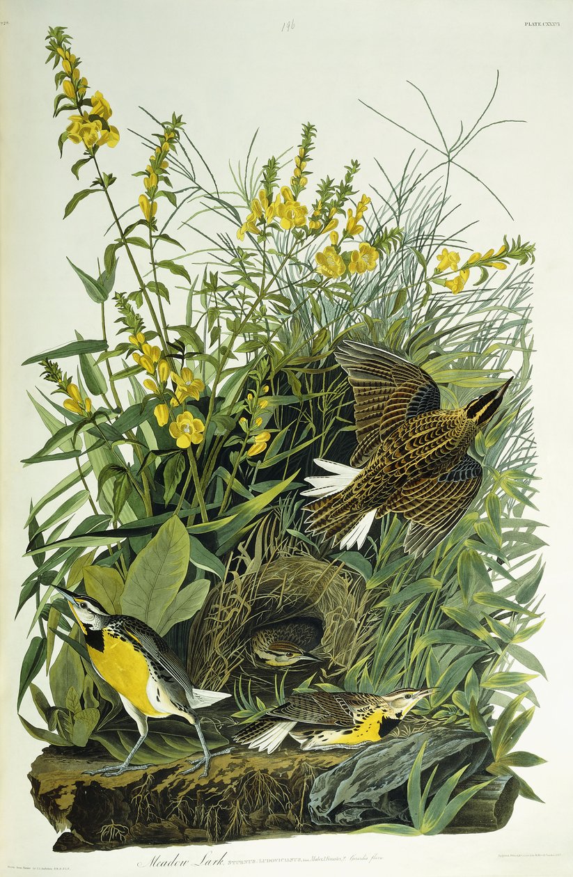 Cotovia do Prado, 1832 de John James Audubon