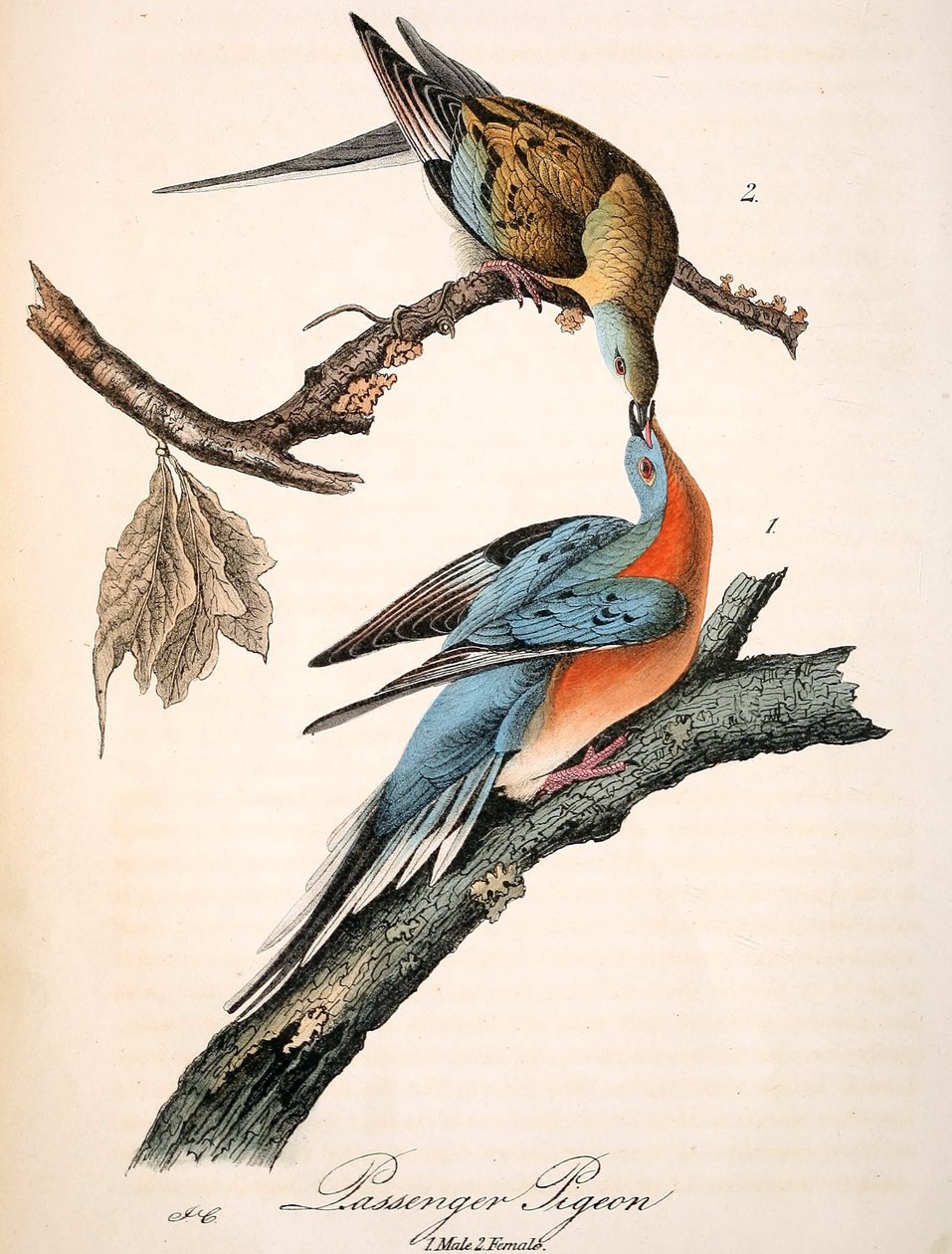 O pombo-passageiro de Mershon (placa de Audubon, colheita) de John James Audubon
