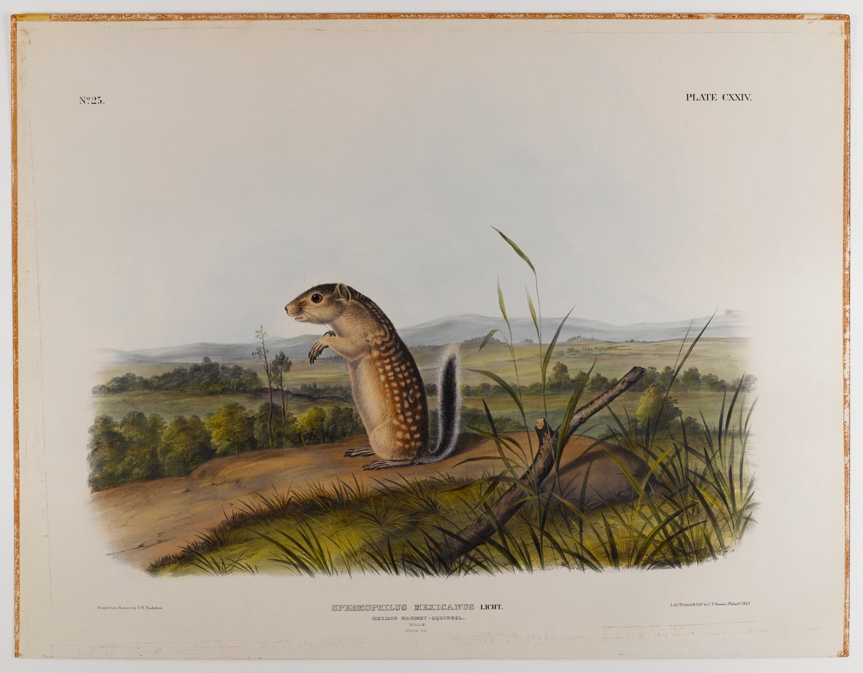 Esquilo marmota mexicana de John James Audubon