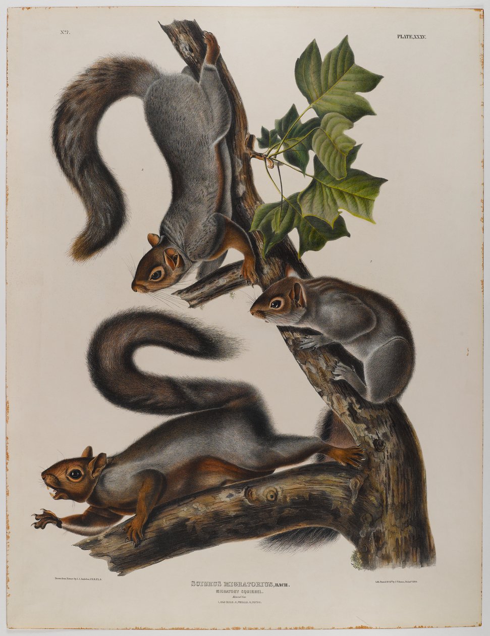 Esquilo Migratório de John James Audubon