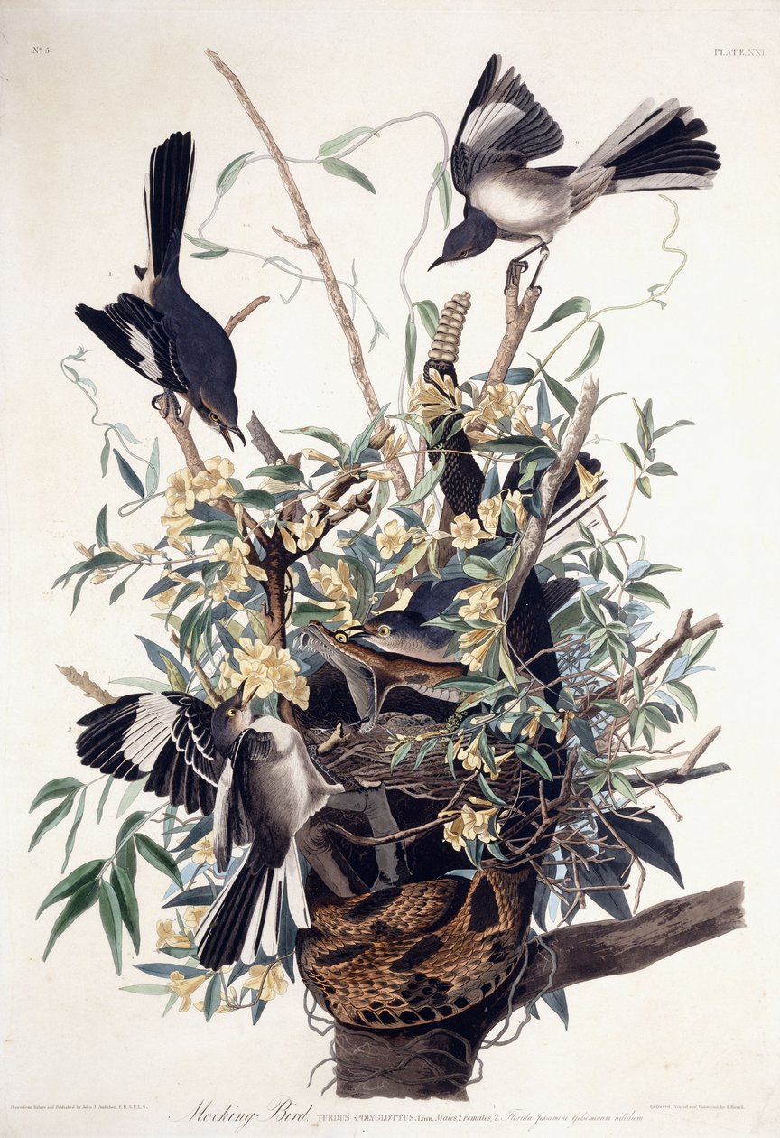 Pássaro zombeteiro (Turdus Polyglottus) de John James Audubon