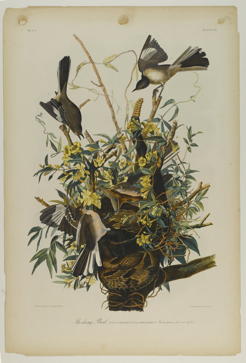 Mocking Bird, impresso por Julien Bien e publicado por Roe Lockwood & Son, 1861 (cromolitógrafo) de John James Audubon